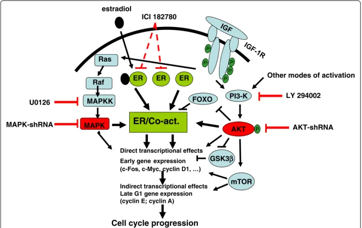 Figure 8 Mitogenic signaling in MCF-7 cells. The resumption of cell cycle progression in quiescent MCF-7 cells requires cooperation between two signaling pathways: ER-dependent transcription and PI3K/Akt activity