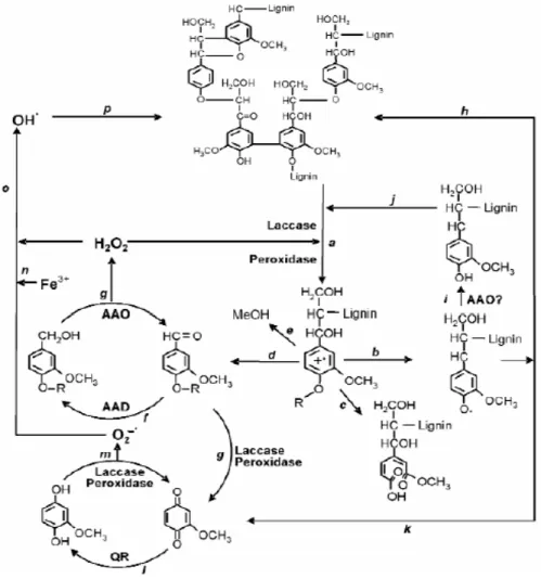 Figure 28 : Systèmes enzymatiques de dégradation de la lignine  par les champignons de pourriture (Martinez A  et al.,  2005)