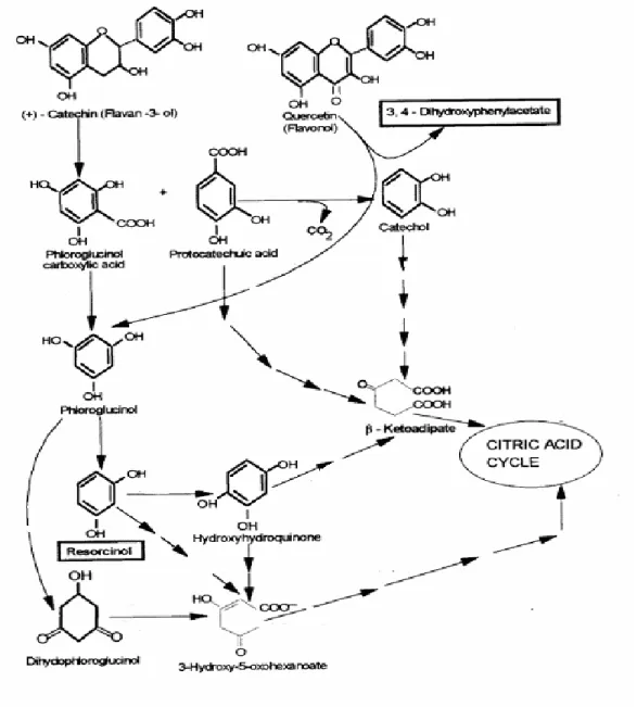 Figure 30 : Mécanismes de dégradation de la catéchine et quercétine   par les microorganismes (Bhat et al., 1998) 
