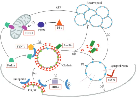 Figure 2: Synaptic vesicle recycling and PD genes. Schematic representation of a presynaptic terminal showing the PD genes (red boxes) and their role in synaptic vesicle recycling