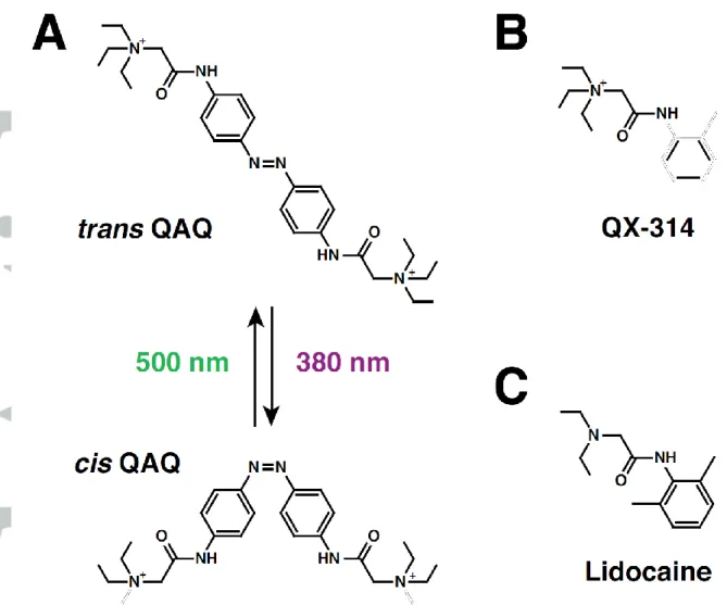 Figure 1: QAQ, a photoswitchable local anaesthetics. A) Chemical structure of  trans and  cis  QAQ