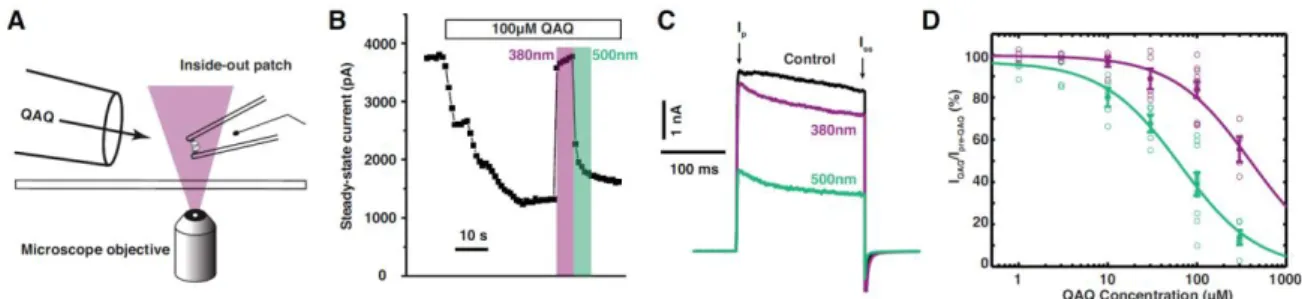 Figure  2:  Concentration  dependence  of  cis  and  trans  QAQ  blockade  on  Shaker-IR  K + channels