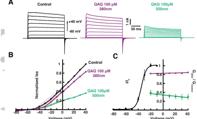 Figure 3: Voltage dependence of cis and trans QAQ blockade on Shaker-IR K +  channels