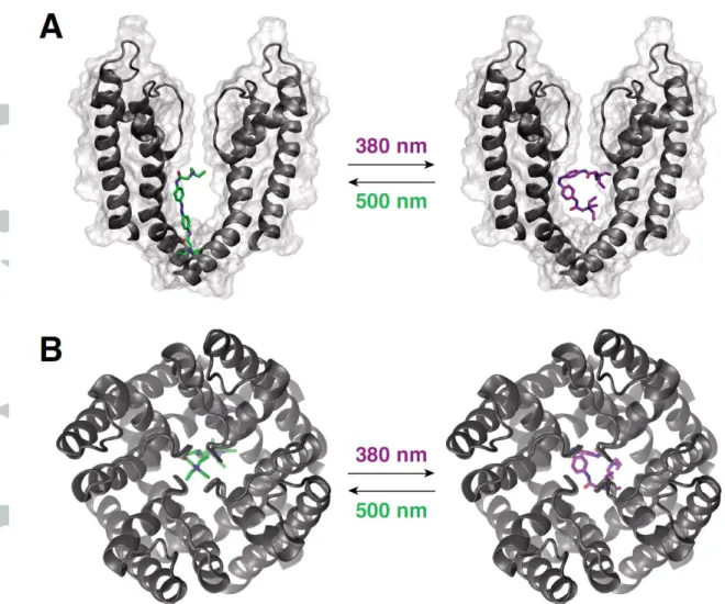 Figure 5: Molecular docking of cis and trans QAQ to open K +  channel. Crystal structure  of the open K V 1.2-2.1 chimera with  docked QAQ isomers