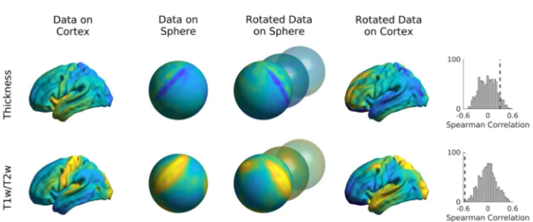 Fig. 10 Spin tests of cortical thickness and t1w/t2w intensity. Data were rotated on the sphere 1000 times and Spearman correlations between FC gradient 1 and the rotated data were computed
