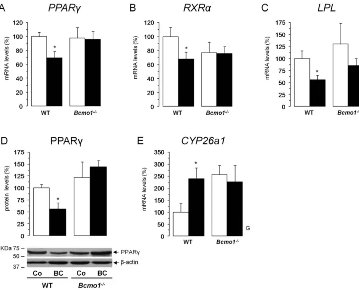 Figure 5. b-carotene supplementation reduces PPARc expression both on the mRNA and protein level