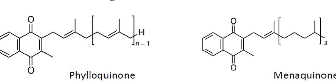 Figure 4. Vitamin K structure. 