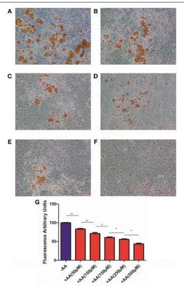 FIGURE 2 | 3T3L1 differentiation. Cells were cultured, without IBMX, during 9 days without AA (A) or with 50 μM (B), 100 μM (C), 150 μM (D), 250μM (E), and 500 μM (F)