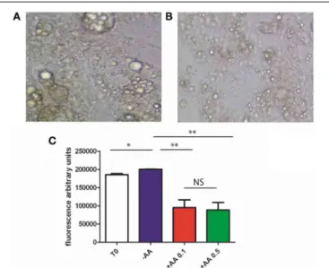 FIGURE 4 | 3T3L1 and dedifferentiation. Cells were cultured during 7 days with IBMX, allowing full differentiation