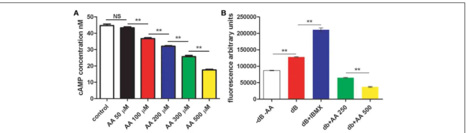 FIGURE 6 | cAMP, AA, and adipocyte differentiation. (A) 3T3L1 have been incubated without and with AA at increasing concentration