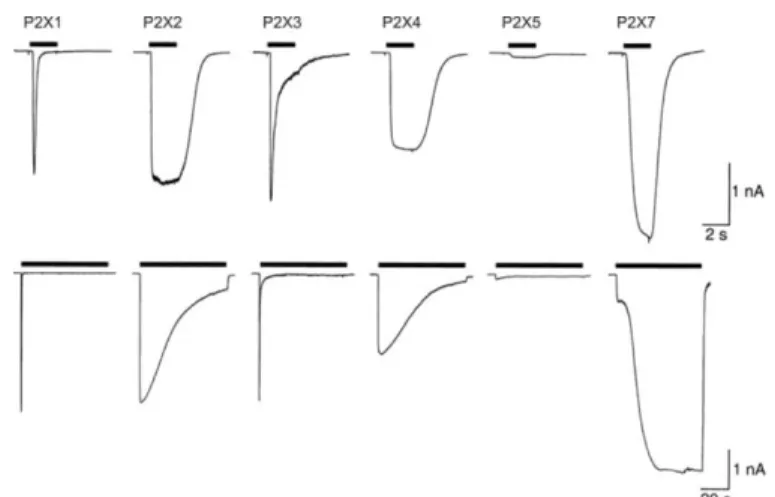 Figure 5: Profils de désensibilisation suivant une application courte ou longue d'ATP  des différents sous-types des récepteurs P2X (North, 2002)