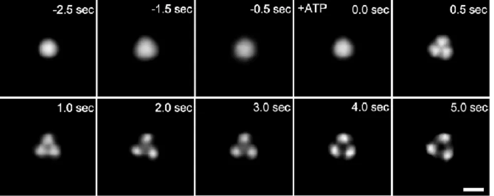 Figure 14:  Observation d'un changement conformationnel lent  des  récepteurs  P2X4  par  microscopie  de  force  atomique  (Shinozaki et al., 2009)