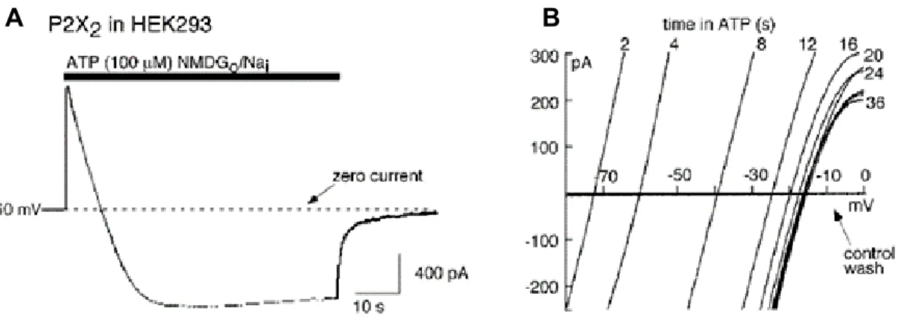 Figure  16:  Mise  en  évidence  biophysique  de  la  dilatation  des  récepteurs  P2X