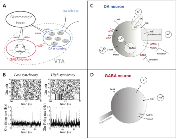 Figure 1: Model description. A) Schematic of the network. Glu inputs project to the VTA, which is composed of a  population of electrically connected GABA neurons and a population of DA neurons