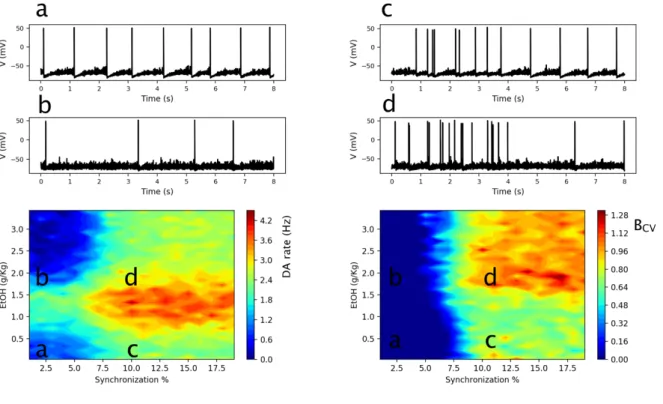 Figure 2: DA neuron activity and Glutamatergic inputs. The heat-maps represent the DA neuron average firing  rate (left) and bursting B CV  (right) depending on Glu average firing rate and synchronicity