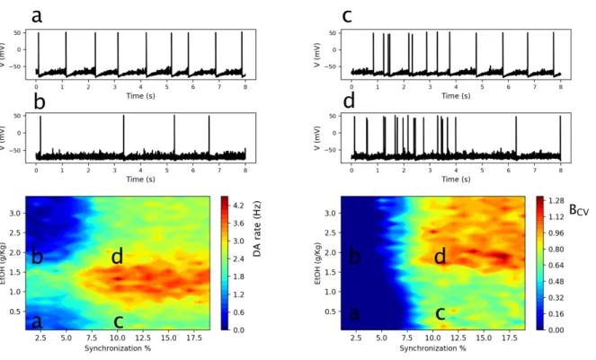 Figure 4: Interaction of EtOH and Glu input synchronization determines DA neuron response
