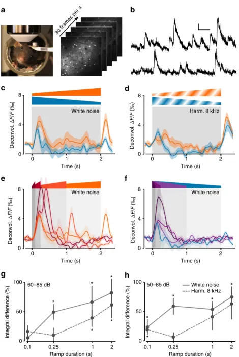 Figure 1 | Asymmetry of responses to intensity ramps in mouse auditory cortex. (a) Awake head-ﬁxed mouse under the two-photon microscope and an example of a recorded image time series of GCAMP6s labelled neurons in cortical layer 2/3 of the mouse auditory 