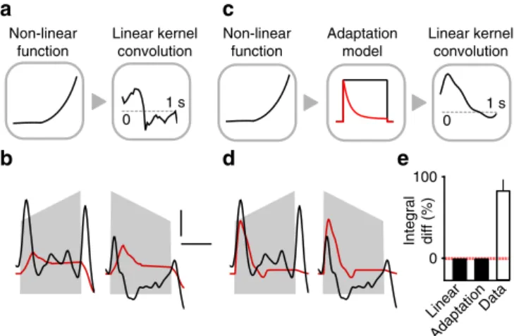 Figure 2 | Cortical response asymmetry is a nonlinear effect. (a) Sketch of the linear ﬁlter model