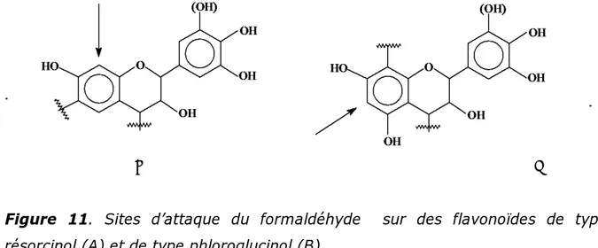 Figure 11. Sites d’attaque du formaldéhyde  sur des flavonoïdes de type  résorcinol (A) et de type phloroglucinol (B) 