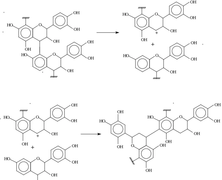 Figure 18 :  Autocondensation alcaline: rupture de la liaison interflavanoïde et  autocondensation finale