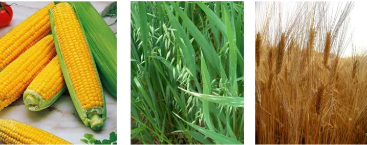 Figure 21: Exemples de produits naturels pour la production du furfural: maïs,  avoine et blé