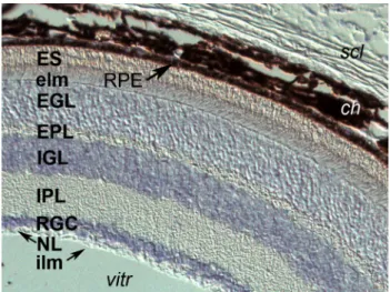 Fig. 2   Ptch1 mRNA expression in the adult mouse retina (as reported  in Chassaing et  al