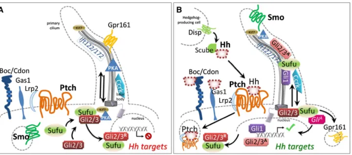 Fig. 1    a Before binding by a Hedgehog family ligand (most often  Shh, but also Ihh or Dhh), Ptch1 and presumably Ptch2 maintain Smo  sequestered, by a currently unknown mechanism