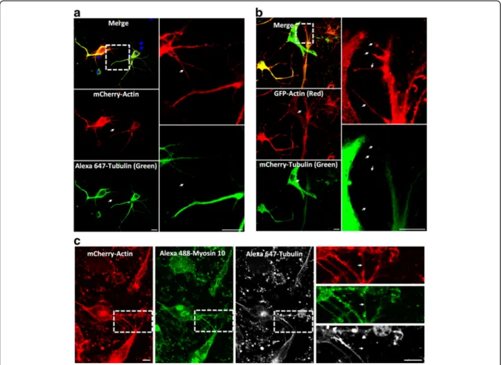 Fig. 3 Extracellular hTau1N4R species favor the establishment of TNTs between primary neurons