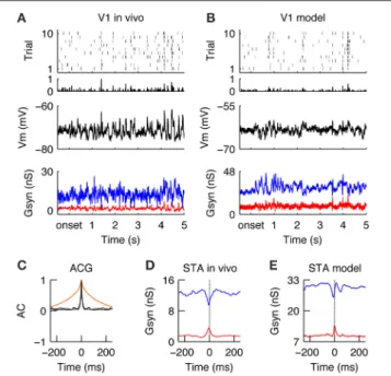 FIGURE 4 | V1 responses during drifting gratings. (A) Spiking (top), membrane potential (Vm, middle) and synaptic conductances (Gsyn, bottom) responses of simple cell recorded intracellularly in vivo during the grating stimulus