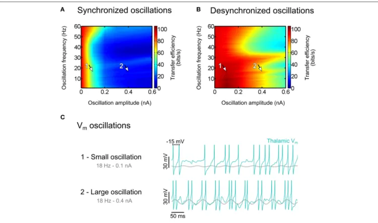 FIGURE 8 | Effect of thalamic oscillations on sensory information transfer. (A) Transfer efficiency for synchronized oscillations