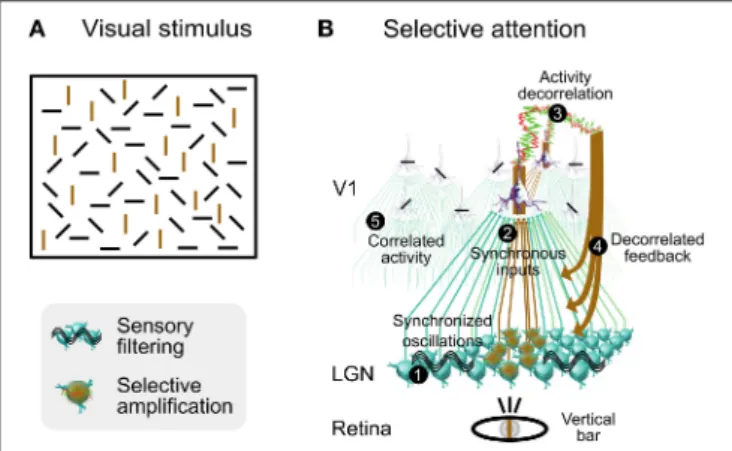 FIGURE 9 | Speculative role of synaptic bombardment decorrelation and thalamic oscillations in selective attention
