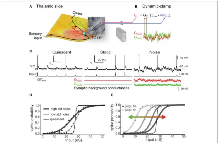 FIGURE 1 | Synaptic noise tunes the transfer function of thalamocortical cells recorded in vitro