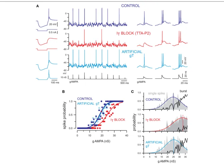 FIGURE 3 | T-current tunes the transfer function of TC neurons and contributes to single-spike and burst firing at depolarized membrane potentials.