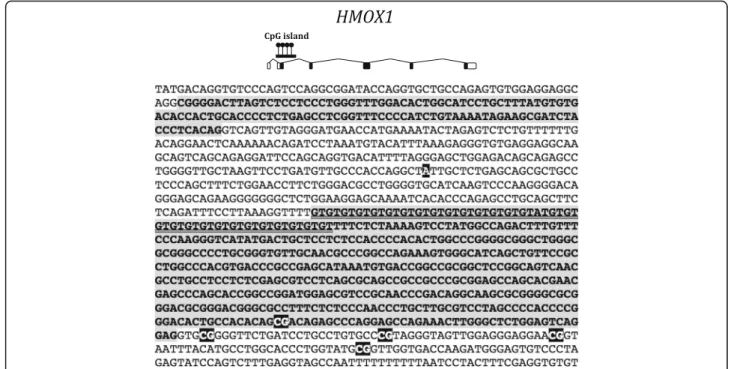 Fig. 3 Top, HMOX1 exon-intron structure and position of the CpG island. Bottom, HMOX1 partial genomic sequence showing exons 1 and 2 (gray background) and introns (white background)