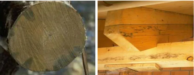 Figure 15 : Photographies des dégradations liées au bleuissement sur bois fraîchement abattus (à  gauche), ou en service (à droite) (21) 