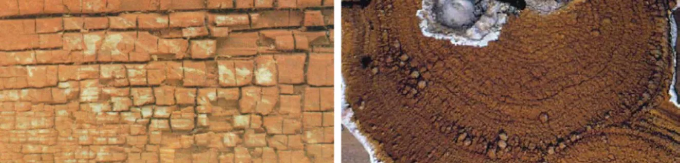 Figure 17 : La mérule : aspect du bois dégradé en « petits cubes » (à gauche) (23) ;  fructifications (à droite) (24) 