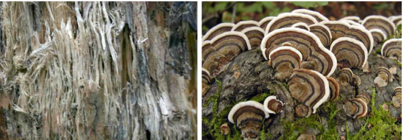 Figure 18 : Photographies de bois de bouleau attaqué par la pourriture blanche (à gauche), et de  sporophores de Coriolus versicolor (à droite) (25) 