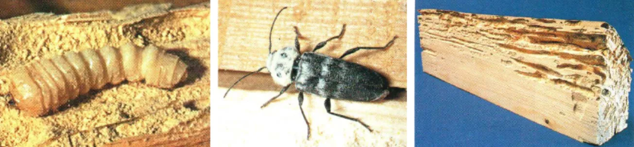 Figure 21 : Photographies d’une larve de capricorne des maisons, d’un imago et de l’aspect des  dégâts occasionnés dans le bois (23) 
