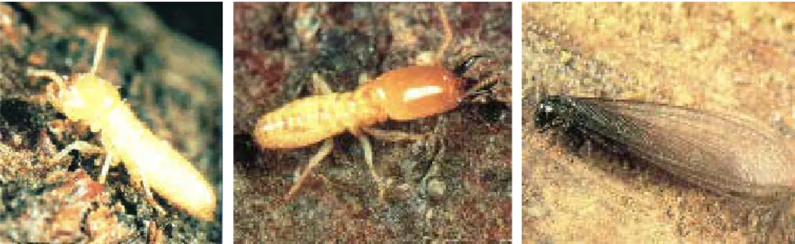 Figure 23 : Photographies de termites ; de gauche à droite : ouvrier, soldat et adulte ailé (23) 