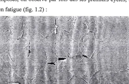 Figure 1.2 : Apparition des fissures à la surface d'une éprouvette en acier doux sollicitée en fatigue [64].