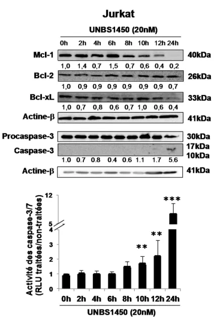 Figure  14  : Mcl-1 est une cible précoce de l’UNBS1450 dans les  lignées cancéreuses  hématopoïétiques U937 et Jurkat 