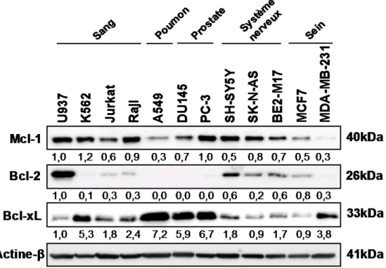 Figure  15  : Expression basale des principales protéines anti-apoptotiques de la famille  Bcl-2 dans différentes lignées cancéreuses 