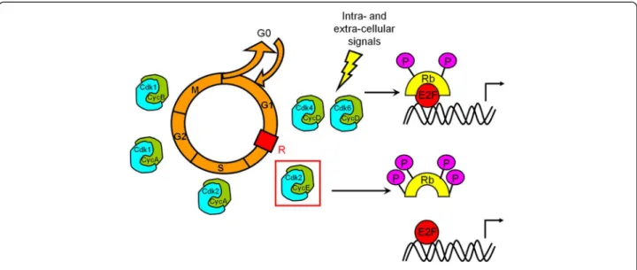 Figure 1 Control of cell cycle progression. Mitogenic signalling results in cyclin D synthesis, formation of active Cdk4/6-cyclin D complexes and initial phosphorylation of Rb