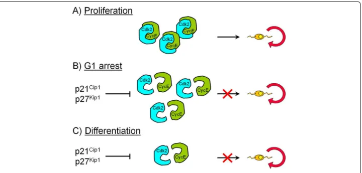 Figure 2 Summary scheme describing Cdk2-cyclin E interactions involved in cell cycle withdrawal and arrest in OPC