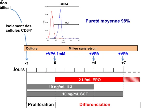 Figure 20 : Conditions de culture et de différenciation des cellules CD34 + 