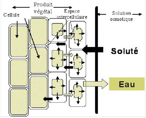 Figure  5.  Représentation  schématique  de  flux  de  transfert  de  matière  dans  un  système  végétal/liquide