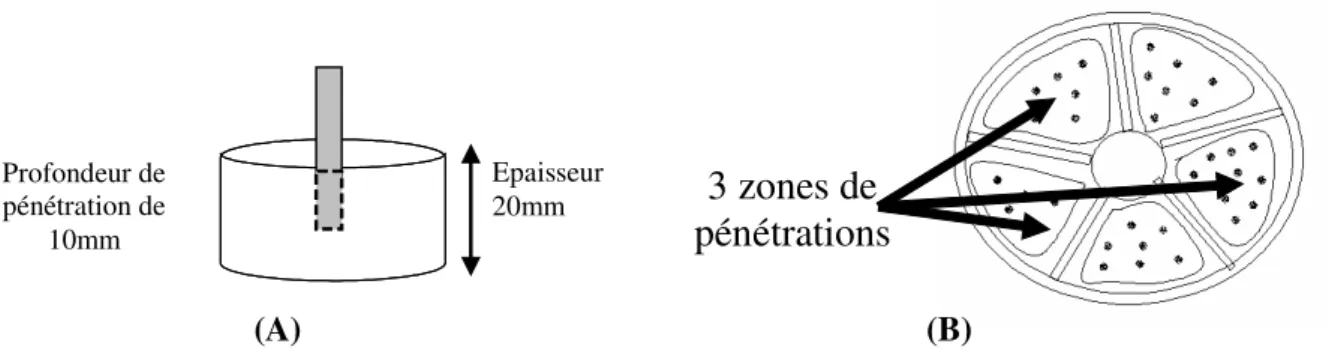 Figure 20. (A) : profondeur de la tige ; (B) : Le zones de pénétration de la tige pour réaliser  les profils de texture 