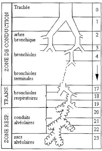 Figure 4: Organisation le l'arbre aérien humain de la trachée aux sac alvéolaires [225].