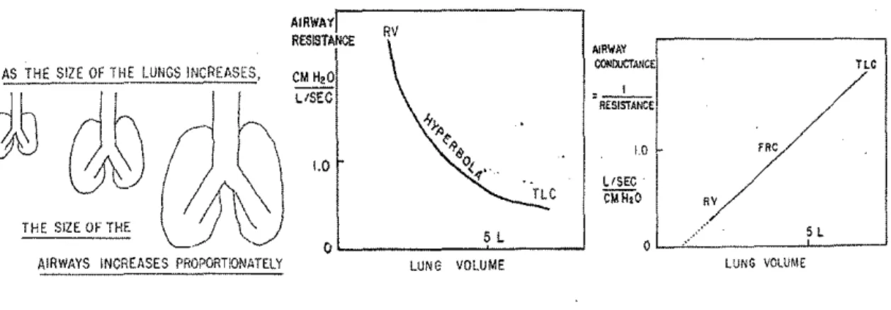 Figure 6: relation conductance des voies aériennes au volume gazeux thoracique [19].