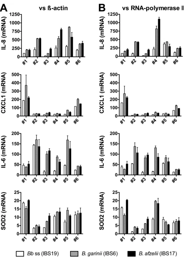 Fig 5. QRT-PCR analysis of mRNA levels induced in human dermal fibroblasts by different species of the B.